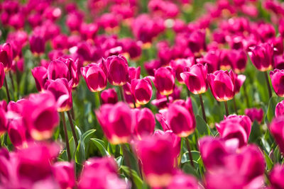 Close-up of pink flowering plants on field