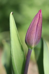 Close-up of pink flower bud