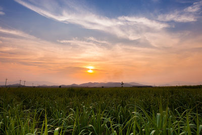 Scenic view of field against sky during sunset