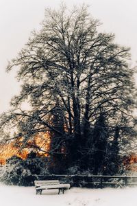 Trees on snow covered field against sky