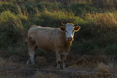 Portrait of cow standing on field