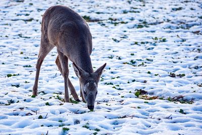 Close-up of a horse in snow