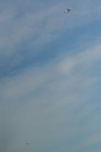 Low angle view of bird flying in sky