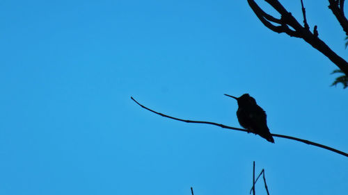 Low angle view of birds perched against clear blue sky