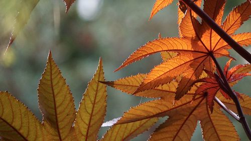 Close-up of autumnal leaves against blurred background