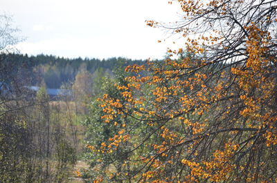 Trees in a forest