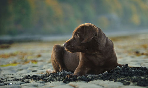 Chocolate labrador resting on field