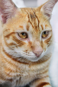 Close-up portrait of a cat