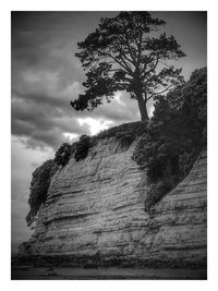 Low angle view of tree on cliff against sky