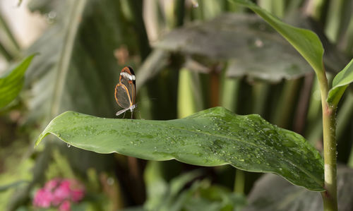 Close-up of insect on leaf against plants