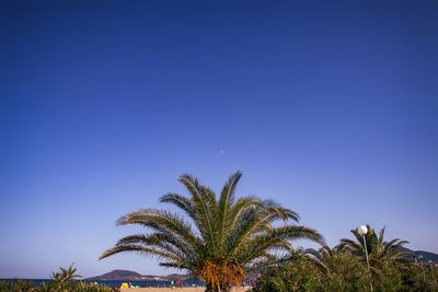 Low angle view of palm trees against blue sky