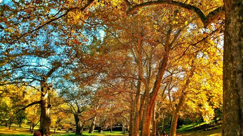 Trees in forest