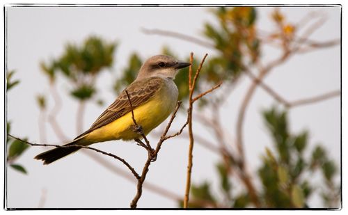 Low angle view of bird perching on tree against sky