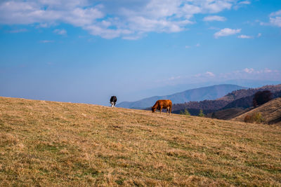 Cows grazed on the hills in the country