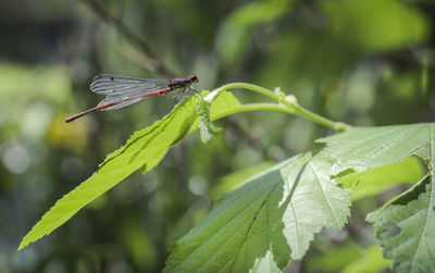 Close-up of dragonfly  on leaf