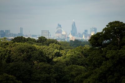 Trees in city against sky