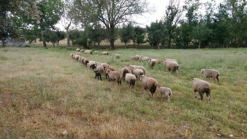 Sheep on field against sky