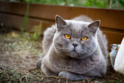 Close-up portrait of cat