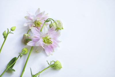 Close-up of flowering plant against white background