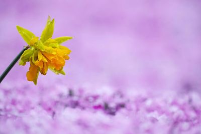 Close-up of yellow flowering plant