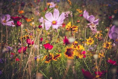 Close-up of flowers in field