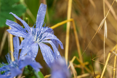Close-up of raindrops on purple flower