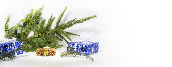 Close-up of christmas decorations on plant against white background