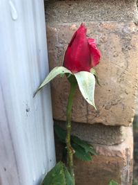 Close-up of red flower