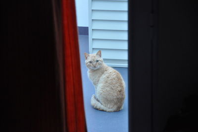 Cat sitting