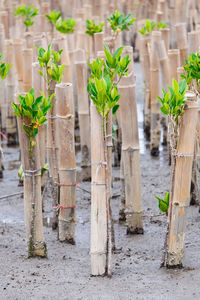 Close-up of plants growing on field