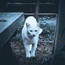 Portrait of cat looking through camera