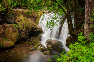 Scenic view of waterfall in forest