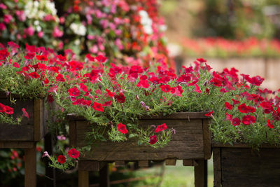 Close-up of pink flowering plants