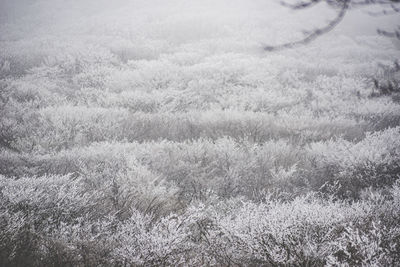 Full frame shot of agricultural field