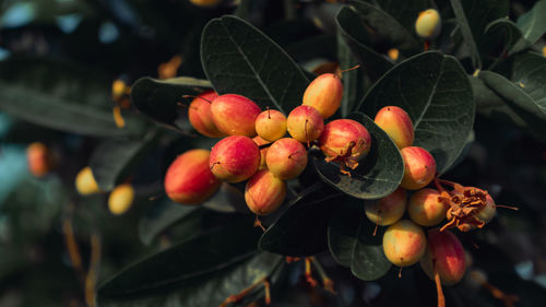 Close-up of cherries growing on plant