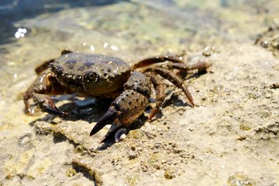 Close-up of crab on sand