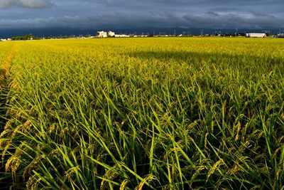 Scenic view of agricultural field against sky