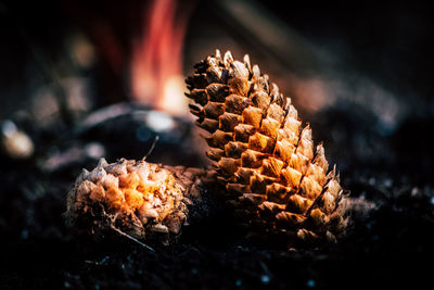 Close-up of pine cone