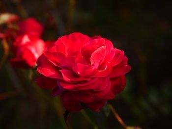 Close-up of red rose