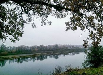 Reflection of trees in water