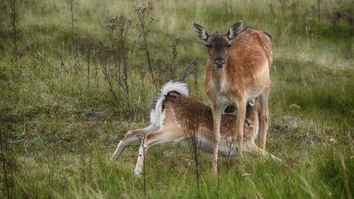 Deer on grassy field