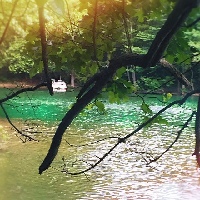 water, tree, tranquility, waterfront, nature, growth, lake, reflection, tranquil scene, beauty in nature, boat, nautical vessel, sunlight, scenics, plant, absence, branch, day, tree trunk, no people