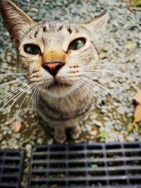 Close-up portrait of a cat