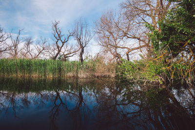 Reflection of bare trees in lake against sky