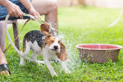 Low section of mid adult man bathing dog on grassy field in yard