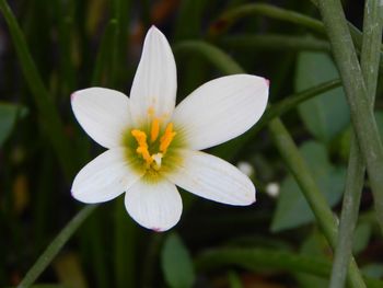 Close-up of white flower