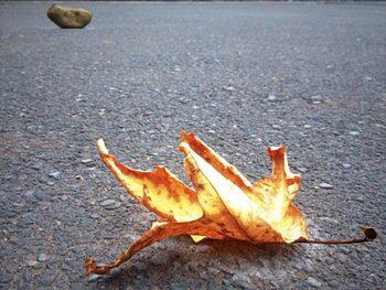 Close-up of leaves on ground