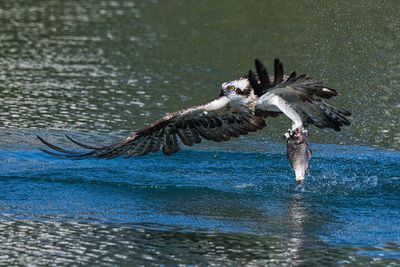 Osprey - breakfast prize catch 