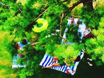 High angle view of trees on grass