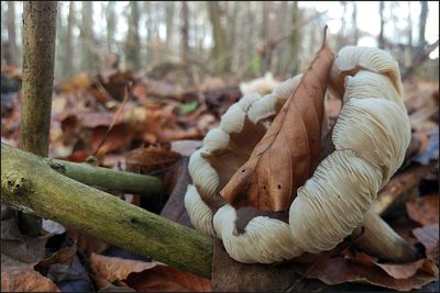 Close-up of mushrooms growing on tree